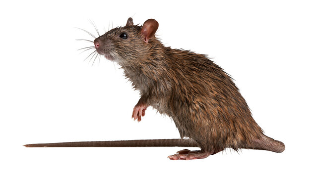 Brown Norway rat standing on hind legs with long tail and whiskers