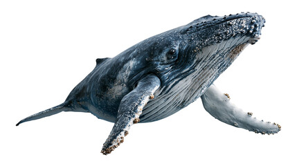 Humpback whale swimming with textured skin and long pectoral fins © Clementine