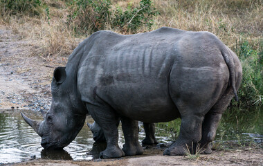 Endangered White Rhino pauses for a drink in Kruger National Park in South Africa © xXx_Dog_Lover_xXx