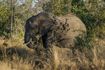 Elephant standing in the grass eating during a safari in Kruger National Park, South Africa © xXx_Dog_Lover_xXx