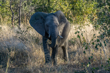African elephant on a walk in Kruger National Park in South Africa during a safari © xXx_Dog_Lover_xXx