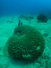 Brain Coral on a Caribbean Coral Reef © gustavo