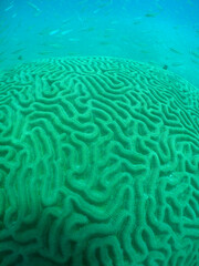 Brain Coral Growing on a Caribbean Coral Reef © gustavo