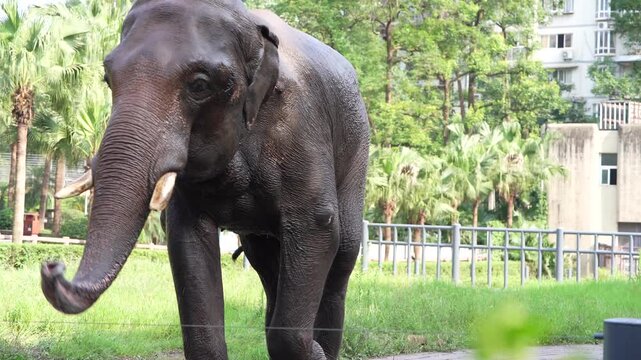 Asian Elephant Standing on Grass in an Urban Park Setting