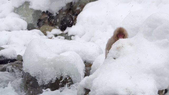 Japanese macaque monkey jumps in snowy river during winter season
