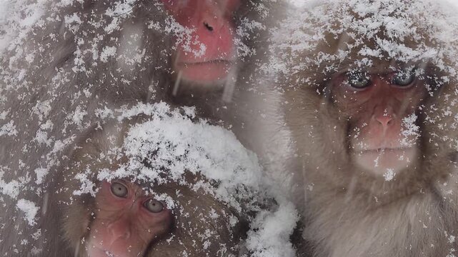 Japanese Macaque Monkeys Huddle Together in Snowy Winter Landscape