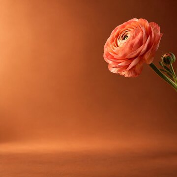 Single peach colored ranunculus flower on warm burnt orange background ideal for autumn seasonal decor wedding invitations and creative artistic photography art.