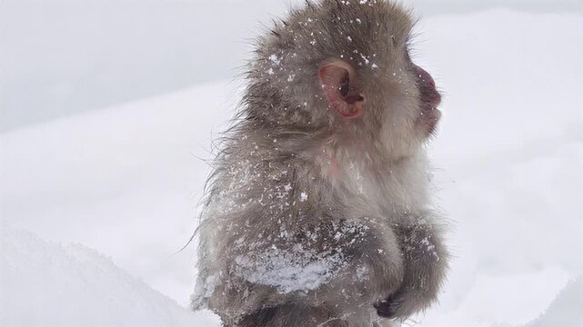 Japanese macaque monkey in snowy environment, close-up profile view