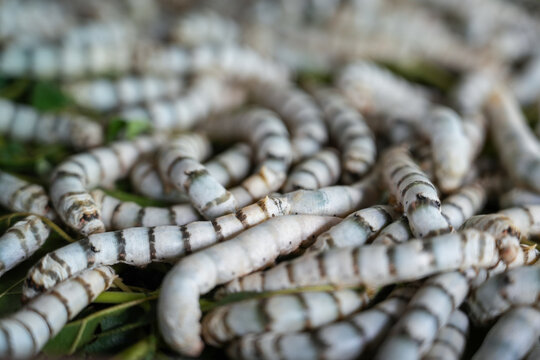 The silkworm is the larva or caterpillar of the domestic silkmoth, Bombyx mori. It is an economically important insect, being a primary producer of silk, Thailand.