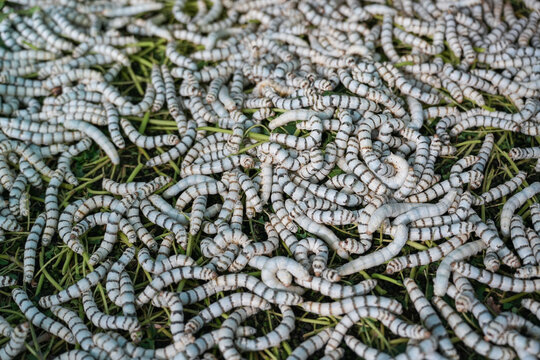 The silkworm is the larva or caterpillar of the domestic silkmoth, Bombyx mori. It is an economically important insect, being a primary producer of silk, Thailand.