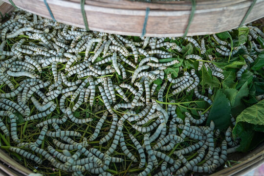The silkworm is the larva or caterpillar of the domestic silkmoth, Bombyx mori. It is an economically important insect, being a primary producer of silk, Thailand.