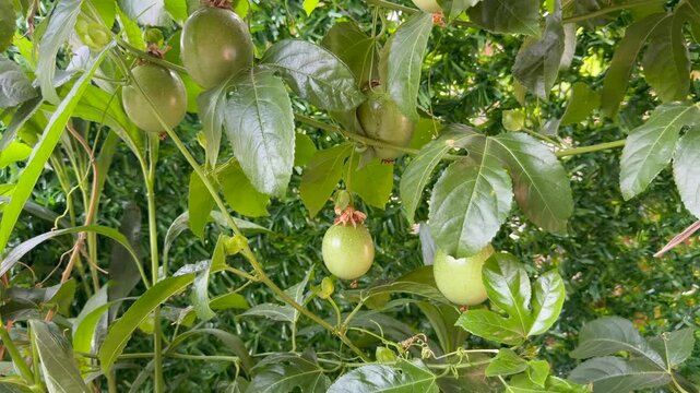 Green passion fruit dangle from vigorous vine in sunlit foliage. Passion fruit cluster remains still while leaves ripple slightly, suggesting healthy growth and abundant garden setting.