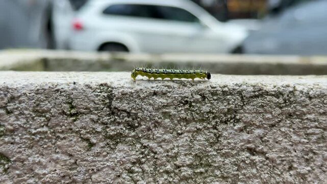 Close-up of a green caterpillar with black spots crawling on a textured concrete surface.A small, segmented green caterpillar with fine hairs and black markings moves across a rough, weathered concret