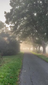 Spaziergang durch eine gr&uuml;ne Baumallee auf einer schmalen Landstra&szlig;e mit Nebel. Am Ende &ouml;ffnet sich die sommerliche Landschaft mit einem Maisfeld.