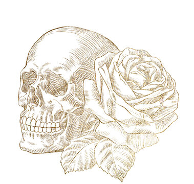 Skull rose drawing art sketch