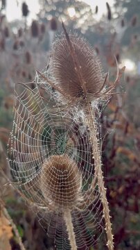 Wilde Karden (Dipsacus fullonum) ragen &uuml;ber eine vielf&auml;ltige sp&auml;tsommerliche Wiese. Trockene Samenst&auml;nde und nat&uuml;rliche Vegetation pr&auml;gen die ruhige Landschaft.
