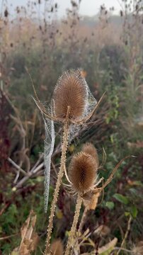 Schwenk durch eine naturnahe Wiese mit zahlreichen Wilden Karden (Dipsacus fullonum) und trockenen Samenst&auml;nden. Sp&auml;tsommerliche Spinnennetze in sanftem Licht.