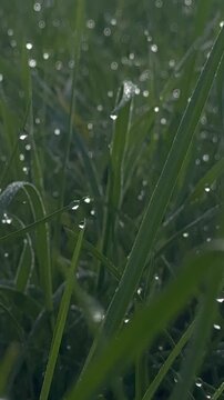 Funkelnde Tautropfen in gr&uuml;ner Wiese bei Sonnenaufgang &ndash; Morgentau glitzert zwischen gr&uuml;nen Gr&auml;sern im warmen Licht der aufgehenden Sonne. Atmosph&auml;rische Naturaufnahme mit sanftem Bokeh.