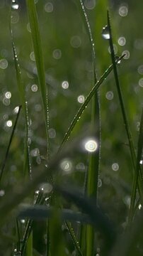 Wassertropfen auf Gras in warmer Morgensonne &ndash; Nahaufnahme gr&uuml;ner Grashalme mit klaren Tautropfen. Die tief stehende Morgensonne erzeugt Lichtreflexe und weiches Bokeh im Hintergrund.
