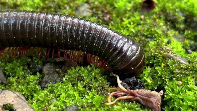 A millipede of the family Spirostreptidae buries the front part of its body in thick moss, likely searching for organic matter to feed on.