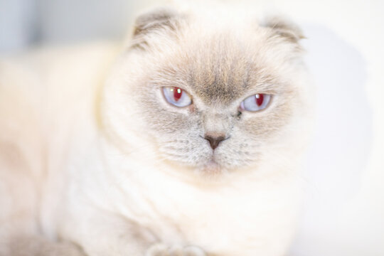Cat Scottish Fold Portrait Eyes Close-up