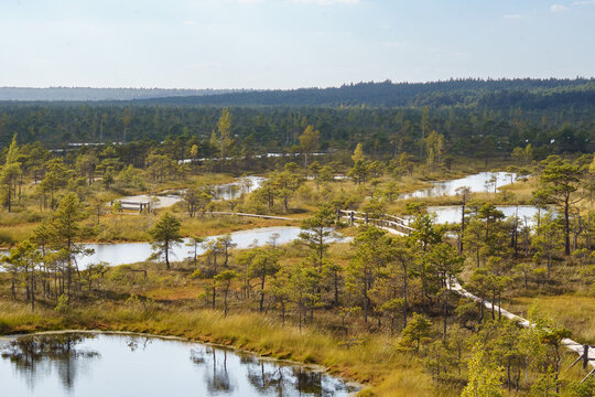 Peaceful Latvian wetland landscape at Ķemeri with a wooden hiking trail crossing golden bog vegetation, forest and reflective ponds.