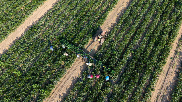 Aerial view of farmers harvesting zucchini in a field with a tractor and crates in San Giuliano Milanese, Lombardy, Italy.
