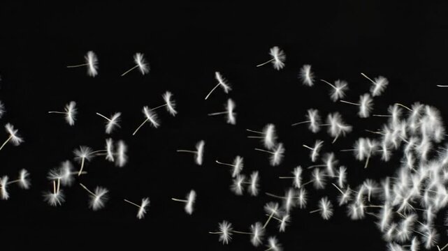 White Dandelion Seeds Floating in the Air Creating a Minimalist Artistic Composition Against a Deep Dark Black Background