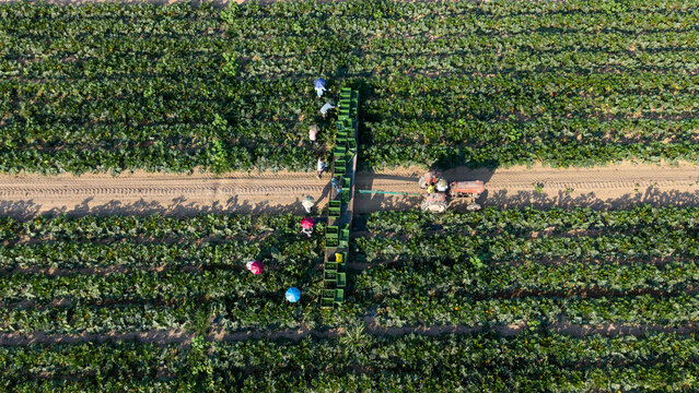 Aerial view of farmers harvesting zucchini in a field with a tractor pulling a trailer filled with crates in San Giuliano Milanese, Lombardy, Italy.
