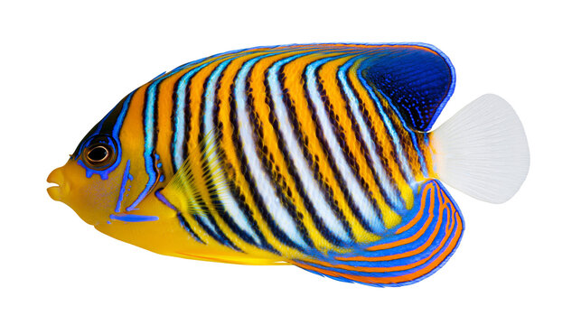 Blue and yellow striped regal angelfish with white tail fin