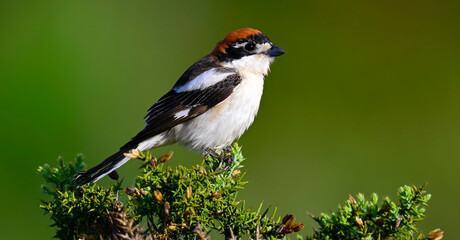 Obraz premium Woodchat shrike // Rotkopfwürger (Lanius senator) - Parque Nacional de Monfragüe, Extremadura, Spain