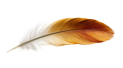 Single golden brown bird feather with delicate soft barbs © Lysander