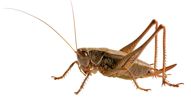 Brown bush cricket with long antennae and spiky legs