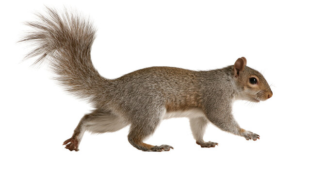 Eastern gray squirrel standing in profile with bushy tail and brown fur
