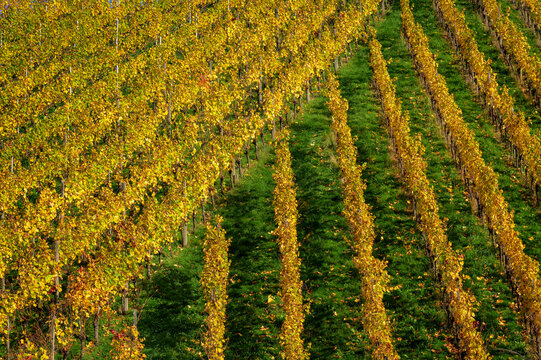Vineyard abstract pattern during autumn, Black Forest, Germany.