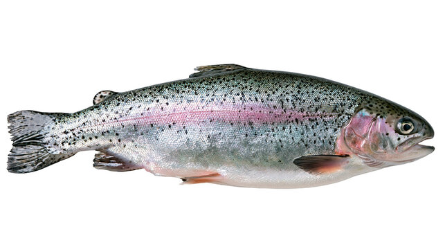 Fresh whole rainbow trout with silver scales and pink lateral stripe