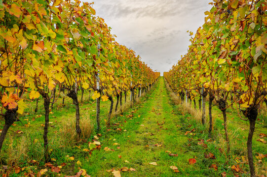 Vines with autumn colored leaves at a vineyard in the Black Forest region at sunrise, Germany.