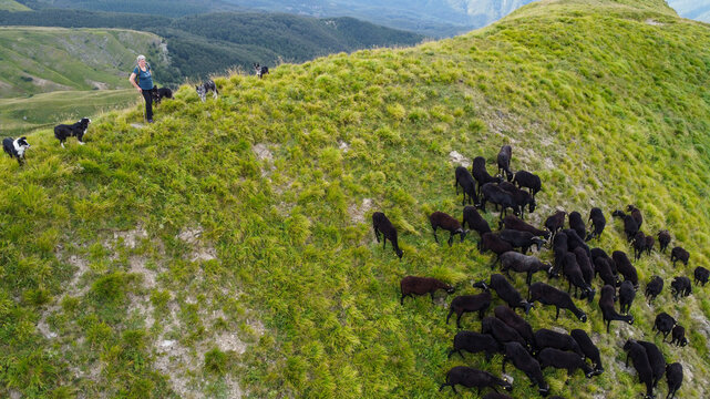 sheep farming: flock of Massesi sheep grazing in the Apennines