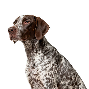 [Transparent Background PNG]Portrait of a Short-haired Spotted Pointer Dog Against White Background