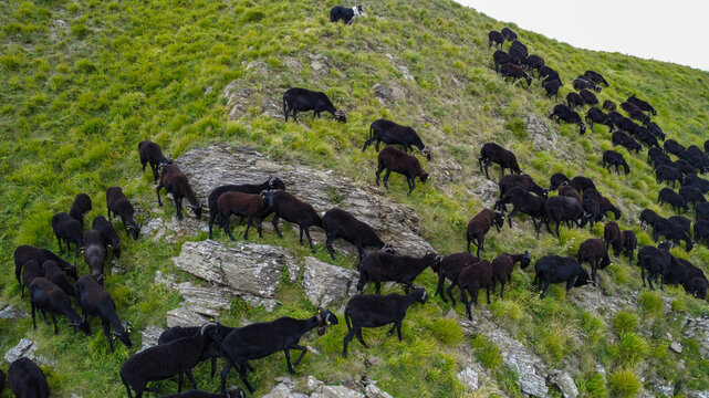 sheep farming: flock of Massesi sheep grazing in the Apennines