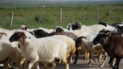 Obraz premium a large flock of white and black sheep running on the grass