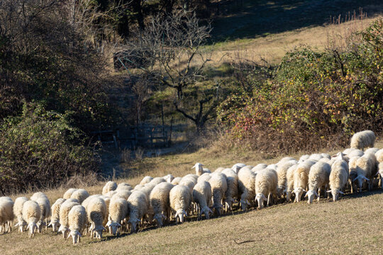 sheep farming: flock of Massesi sheep grazing in the Apennines