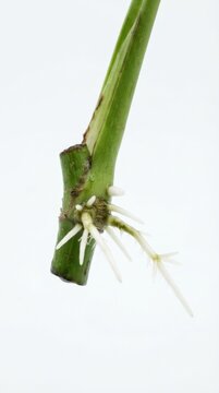 Macro Close Up of Adventitious Roots Emerging from Green Plant Stem