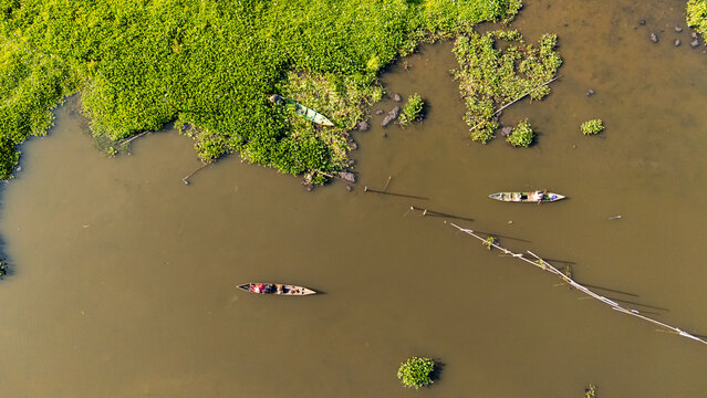Aerial view of small wooden boats with fishermen navigating through patches of water hyacinth on a calm lake in Salatiga, Central Java, Indonesia.