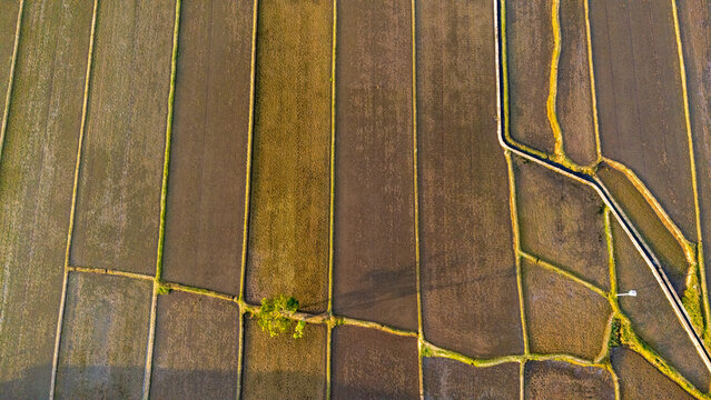 Aerial view of geometric rice fields with irrigation channels and a solitary tree in Klaten, Central Java, Indonesia.