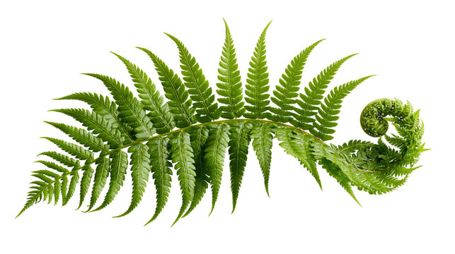 Fresh green fern frond with a curled fiddlehead tip