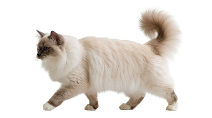 Birman cat with blue eyes and fluffy cream fur walking sideways © Eustace
