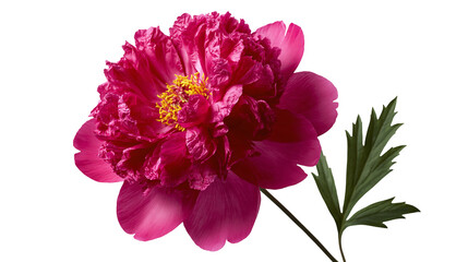Obraz premium Vibrant magenta peony flower with yellow center and green serrated leaf