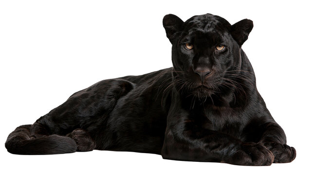 Majestic black panther lying down looking forward with intense yellow eyes