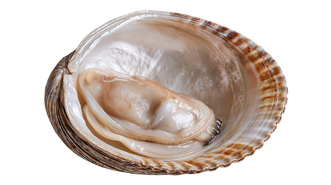 Raw open clam shell with shiny nacreous interior and soft mollusk meat